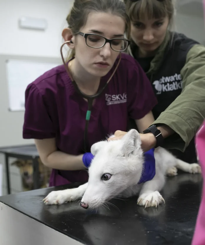 Donner du CBD à son chat ? Ce que disent les études Donner du CBD à son chat ? Ce que disent les études