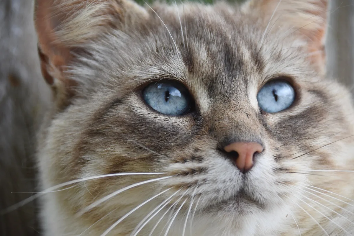 A calm, anonymous cat sniffing a small, unbranded oil drop near a neutral bowl on a wooden table